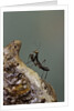 Mantis religiosa (praying mantis) - very young larva on its egg case by Anonymous