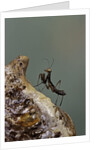 Mantis religiosa (praying mantis) - very young larva on its egg case by Anonymous