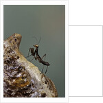 Mantis religiosa (praying mantis) - very young larva on its egg case by Anonymous