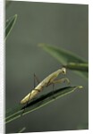 Mantis religiosa (praying mantis) - larva by Anonymous