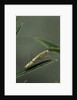 Mantis religiosa (praying mantis) - larva by Anonymous