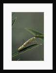 Mantis religiosa (praying mantis) - larva by Anonymous
