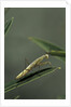 Mantis religiosa (praying mantis) - larva by Anonymous