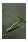 Mantis religiosa (praying mantis) - larva by Anonymous