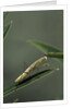 Mantis religiosa (praying mantis) - larva by Anonymous