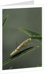 Mantis religiosa (praying mantis) - larva by Anonymous