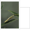 Mantis religiosa (praying mantis) - larva by Anonymous