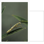 Mantis religiosa (praying mantis) - larva by Anonymous