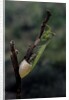 Mantis religiosa (praying mantis) - laying by Anonymous