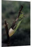 Mantis religiosa (praying mantis) - laying by Anonymous