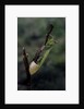 Mantis religiosa (praying mantis) - laying by Anonymous