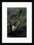 Mantis religiosa (praying mantis) - laying by Anonymous