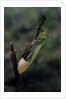 Mantis religiosa (praying mantis) - laying by Anonymous