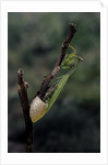 Mantis religiosa (praying mantis) - laying by Anonymous
