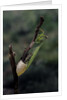 Mantis religiosa (praying mantis) - laying by Anonymous
