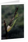 Mantis religiosa (praying mantis) - laying by Anonymous