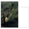 Mantis religiosa (praying mantis) - laying by Anonymous