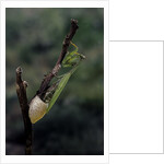 Mantis religiosa (praying mantis) - laying by Anonymous