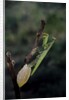 Mantis religiosa (praying mantis) - laying by Anonymous