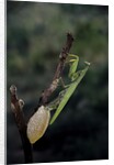 Mantis religiosa (praying mantis) - laying by Anonymous