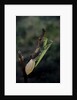 Mantis religiosa (praying mantis) - laying by Anonymous