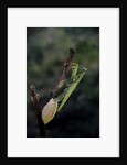 Mantis religiosa (praying mantis) - laying by Anonymous