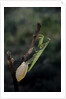 Mantis religiosa (praying mantis) - laying by Anonymous