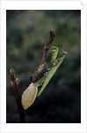Mantis religiosa (praying mantis) - laying by Anonymous