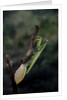 Mantis religiosa (praying mantis) - laying by Anonymous
