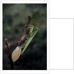 Mantis religiosa (praying mantis) - laying by Anonymous