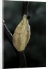 Mantis religiosa (praying mantis) - recently laid ootheca by Anonymous