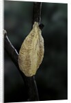 Mantis religiosa (praying mantis) - recently laid ootheca by Anonymous