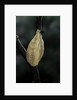 Mantis religiosa (praying mantis) - recently laid ootheca by Anonymous