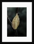 Mantis religiosa (praying mantis) - recently laid ootheca by Anonymous