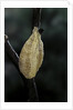Mantis religiosa (praying mantis) - recently laid ootheca by Anonymous