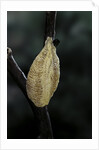 Mantis religiosa (praying mantis) - recently laid ootheca by Anonymous