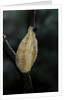 Mantis religiosa (praying mantis) - recently laid ootheca by Anonymous