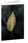Mantis religiosa (praying mantis) - recently laid ootheca by Anonymous