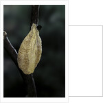 Mantis religiosa (praying mantis) - recently laid ootheca by Anonymous