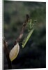 Mantis religiosa (praying mantis) - laying by Anonymous