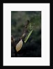 Mantis religiosa (praying mantis) - laying by Anonymous