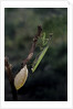 Mantis religiosa (praying mantis) - laying by Anonymous