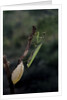 Mantis religiosa (praying mantis) - laying by Anonymous