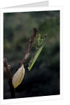 Mantis religiosa (praying mantis) - laying by Anonymous
