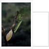 Mantis religiosa (praying mantis) - laying by Anonymous