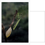 Mantis religiosa (praying mantis) - laying by Anonymous