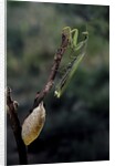 Mantis religiosa (praying mantis) - laying by Corbis