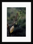 Mantis religiosa (praying mantis) - laying by Anonymous