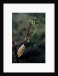 Mantis religiosa (praying mantis) - laying by Corbis