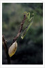 Mantis religiosa (praying mantis) - laying by Anonymous
